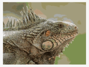 This Free Icons Png Design Of Iguana De Venezuela #845072