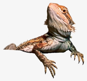 Bearded Dragon Png Transparent Image - Bearded Dragon Clip Art #845074