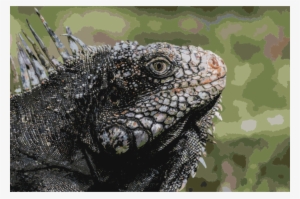 Download Zazzle 1920px-iguanidae Head From Venezuela - 1920px-iguanidae Head From Venezuela #845202