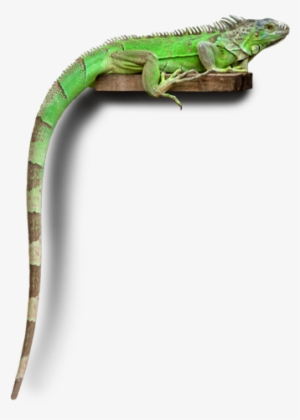 Social Responsibility - Carolina Anole #845223