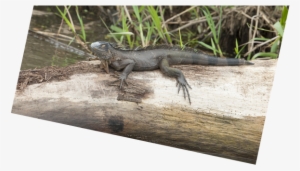 Previous / Next Image - Agama #845308