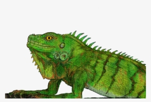 Green Iguana #845359