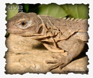 Ctenosaura Palearis #845565 Ctenosaura Palearis #845565