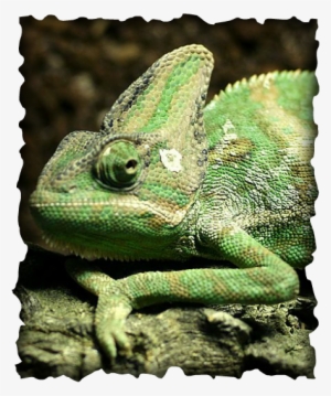 Veiled Chameleon, Chamaeleo Calyptratus, Invasive Species, - Chameleon Hawaii #845581