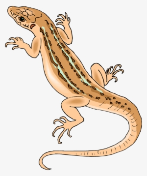 Image Transparent Library Free Lizard Clipart - Clip Art Of Lizard #845628