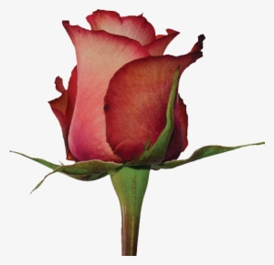 Iguana - Prev - Floribunda #845885