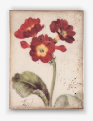 Through The Looking Glass - Fairy #846145