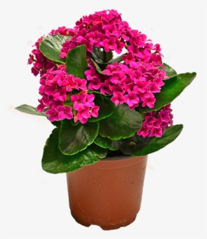 Kalanchoe Kalanchoe Plant - Kalanchoe Png #846450 Kalanchoe Kalanchoe Plant - Kalanchoe Png #846450