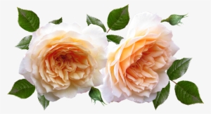 Roses, Flowers, Plants, Garden, Perfume - Garden #846753