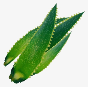 Medicinal Plants #846885