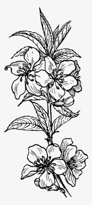 Outline, Plants, Tree, Flower, Branch, Plant, Nut - Plant Clip Art #846954