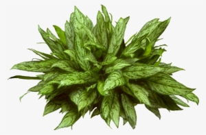 The Plant Lady - Aglaonema Silver Queen Png #847027