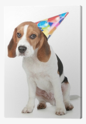 Beagle Puppy With Birthday Party Hat Canvas Print • - Happy Birthday Pet Beagle #849225