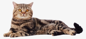 British Shorthair - Cat #849695