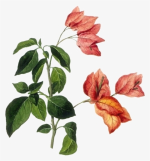 Bougainvillea Drawing Botanical Illustration - Botanical Drawings Flowers #849957
