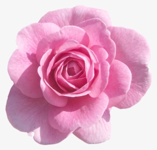 Pink Rose Png Transparent Pink Rose Png Image Free Download Pngkey