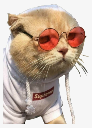 Sunglasses For Cat #8406130