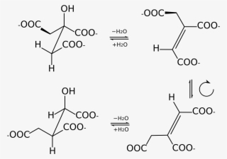 Aconitase Steps Stereo - Cis Aconitat #8406362