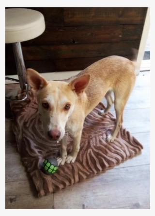 Bambi3 - Companion Dog #8406860