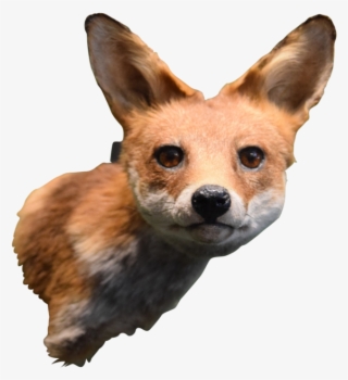 Taxidermy Fox Head Mount - Swift Fox #8407349