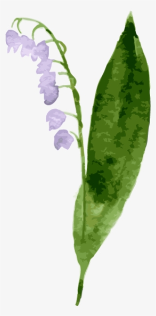 Bellflower Picture - Lily Of The Valley #8408648