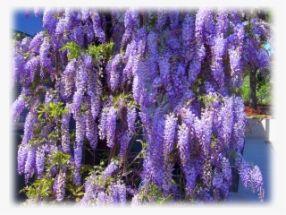 Japanese Wisteria - Plante Vivace Grimpante #8409126