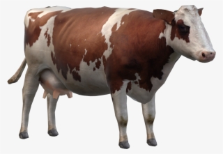 Cow - Dairy Cow #8409652