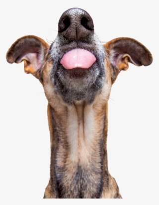 We Can All Agree That We Want Our Pets To Live Long, - Dog #8410857