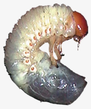Grub Worm Transparent #8410969