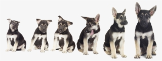 Growing Puppy Gs Png M - Pastor Aleman Cachorro Ojos Azules #8411102