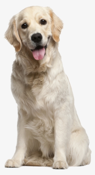 Kevin Beauchamp - Dog Png #8411278