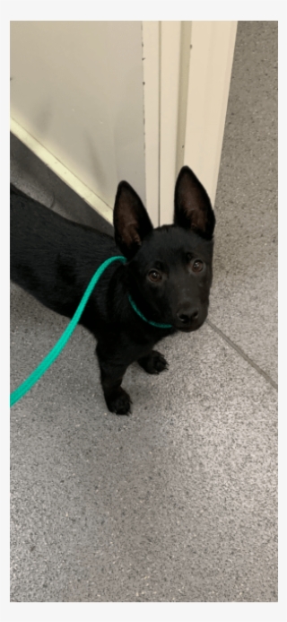 Photo Of Bruce Wayne - Companion Dog #8411481