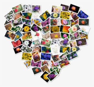 Figrcollage 2 Home Edition En Mac App Store - Figrcollage 2.5 9 #8413140