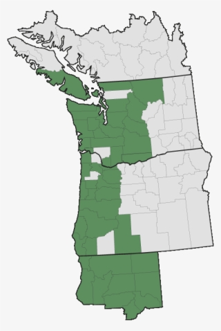 Stachys Mexicana - Pacific Northwest English #8414057