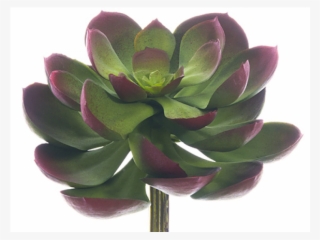 5"lx6"w Soft Echeveria Pick Green Burgundy - White Mexican Rose #8414245