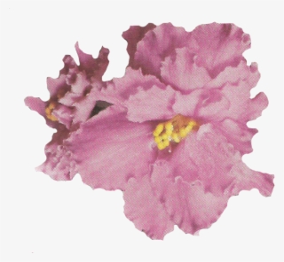 And For This Relaunch - Artificial Flower #8414310