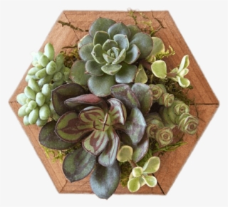 Download - Succulent Plant #8414419