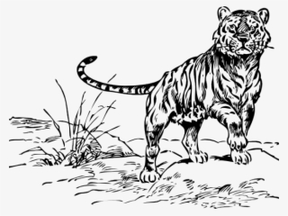 White Tiger Clipart Drawable - Siberian Tiger Black And White Png #8420838