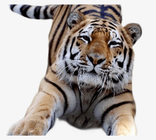 White Tiger Clipart Transparent Pencil And In Color - Gucci Tiger With Transparent Background #8421130