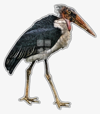 Marabou Stork Line Art And Full Color Illustrations - Marabou Stork Drawing #8424164