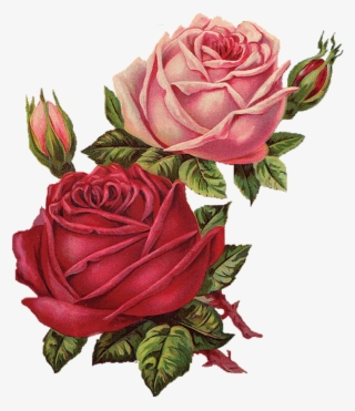 Flower Flowers Flores Vintage Flor Rosa Rosespink Roses - Aesthetic Rose Transparent #8424435