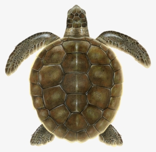 Juvenile Flatback Sea Turtle #8425699