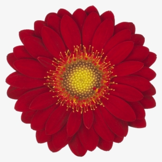 Red Velvet - Adornos Por Mes Morado #8425952