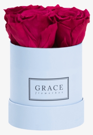 Garden Roses #8427205