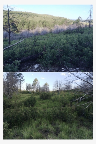 Survey Location For The Peñasco Least Chipmunk In James - Larch #8427829