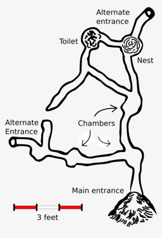 Thirteen Lined Ground Squirrel Burrow #8428119