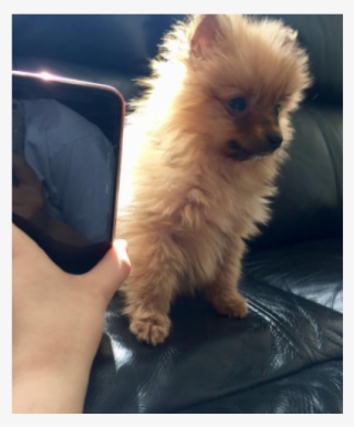 Teacup Pomeranian Puppy 8 Weeks Old - Pomeranian #8429018