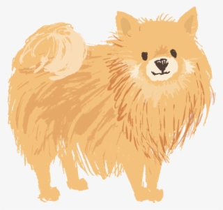 Pomeranian Tan - Pomeranian #8429178