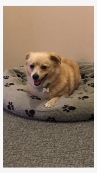 Chester Small Male Mix Dog In Vic - Canaan Dog #8429209