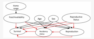 Complete Probabilistic Model Of The Arctic Foxes - Circle #8431283